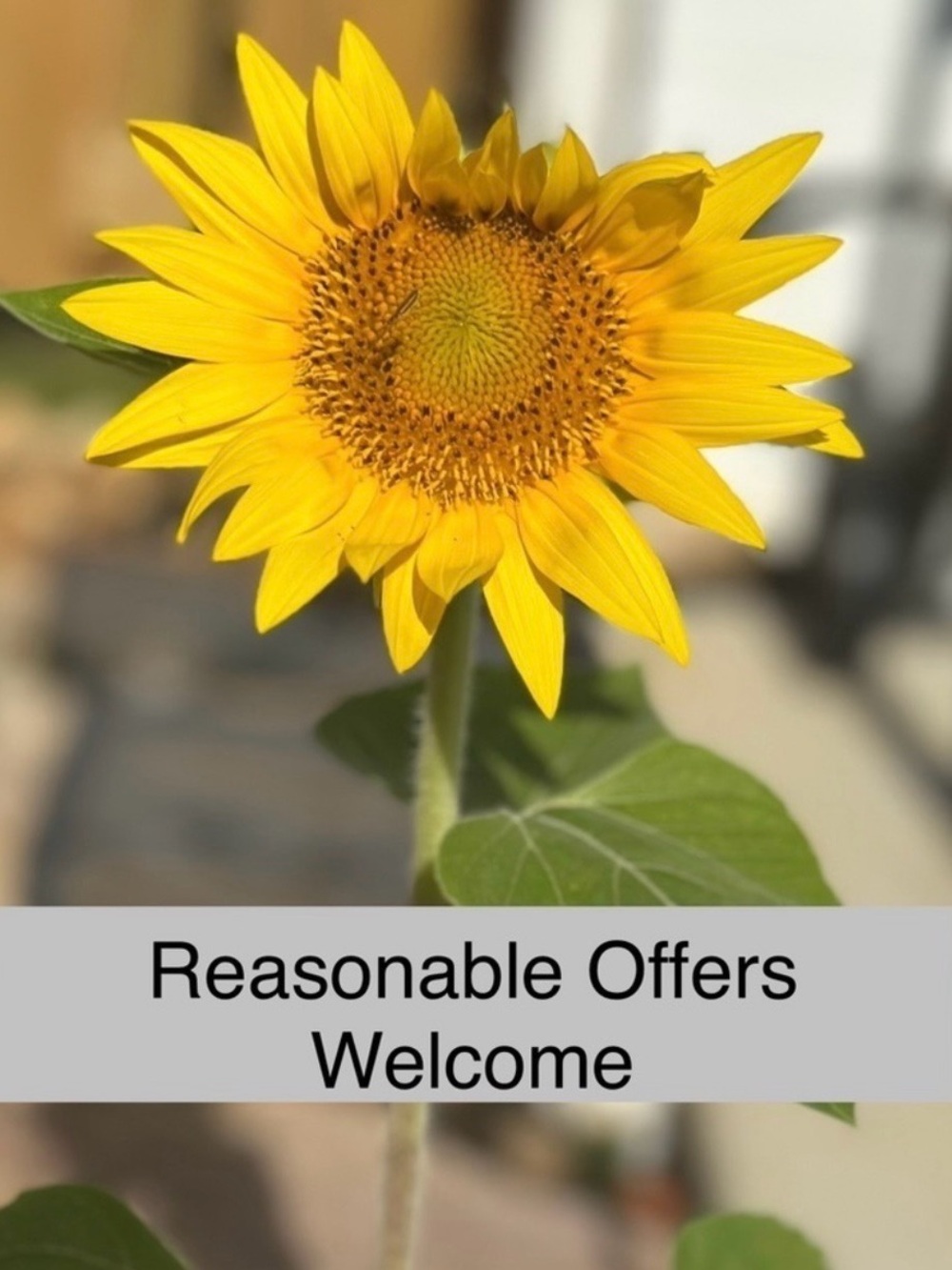 Send me an offer.